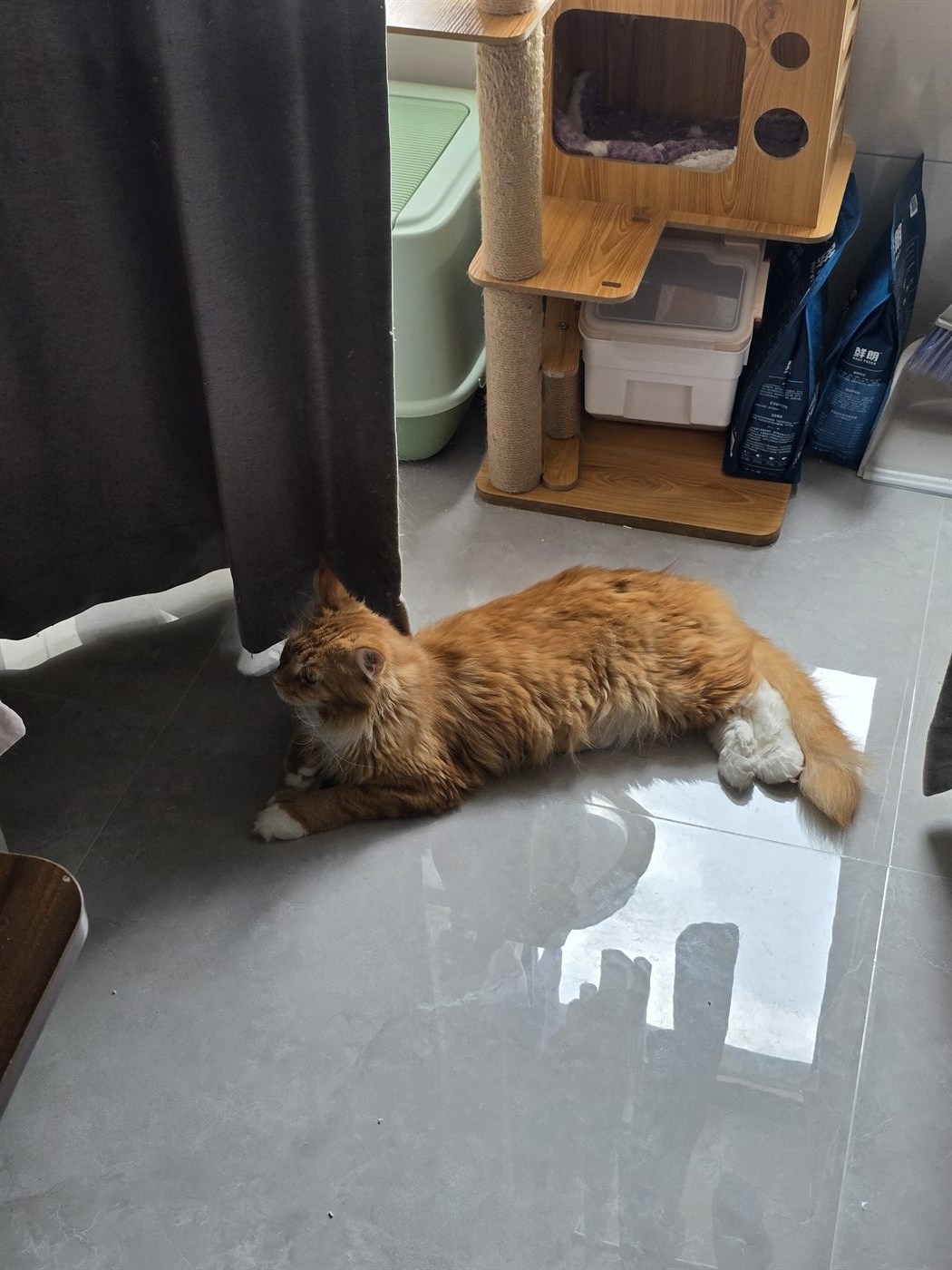 南京旅行照片，阳光下的橘猫pipi