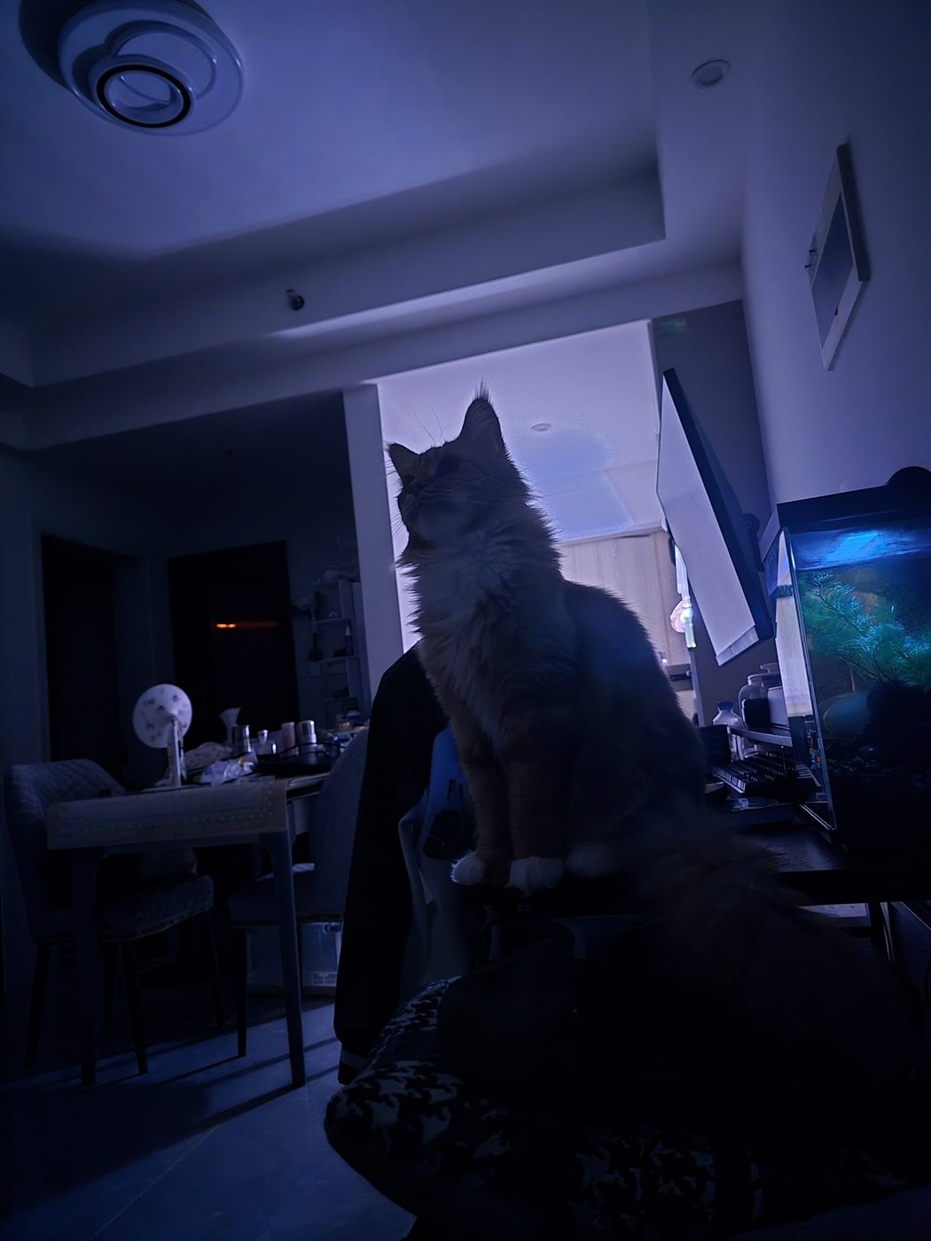 南京旅行照片，夜里还不睡的猫