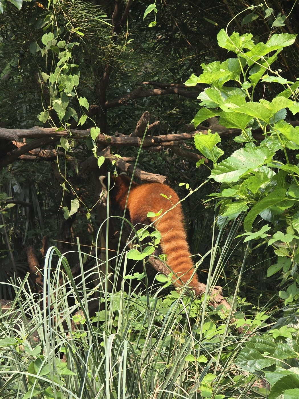 南京旅行照片，绿意里的小熊猫